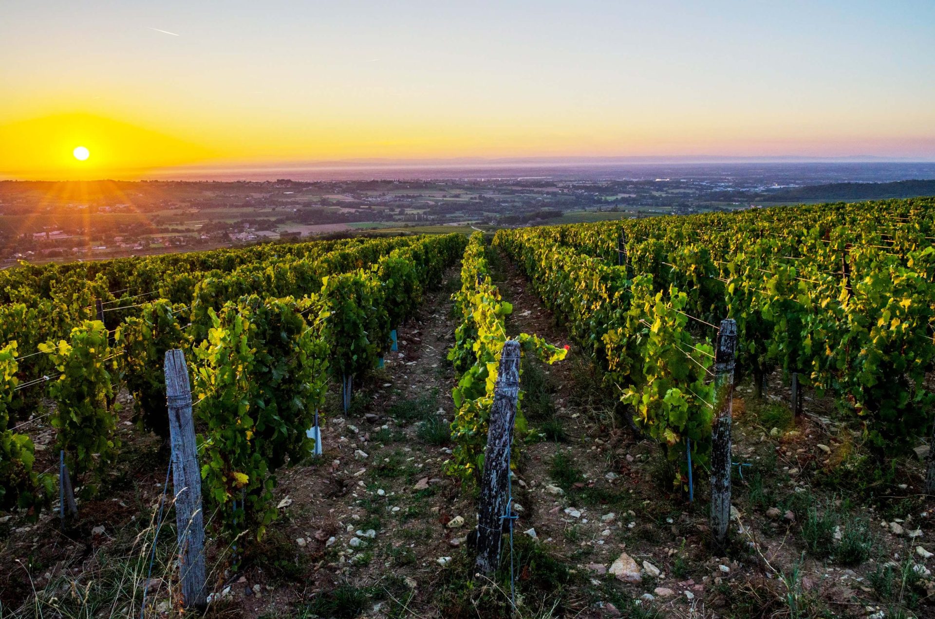 Domaine des Chenevières