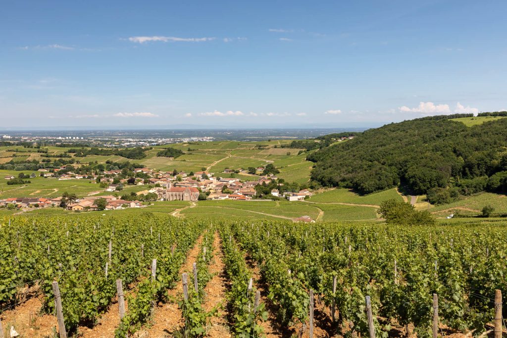 Paysage, Vignes, Fuissé, Mâconnais, Le Sud Bourgogne