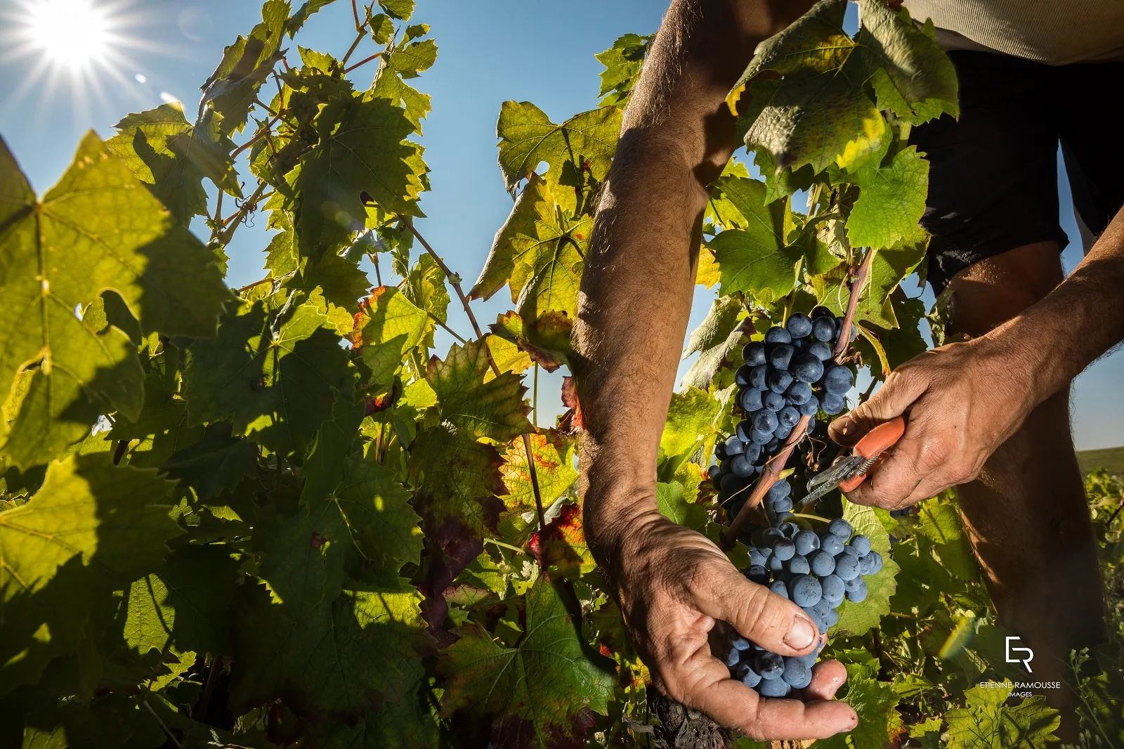 Vendanges Beaujolais, grappes raisins noirs