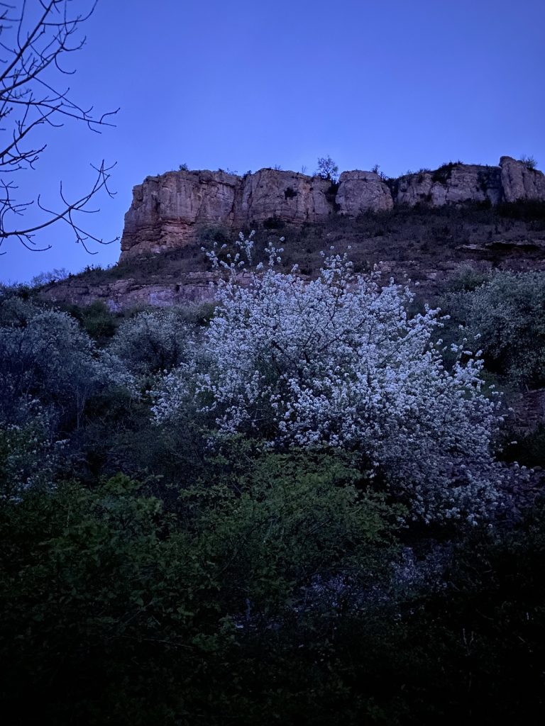 Vue contre-bas, arbre en fleur, roche de Solutré, aube