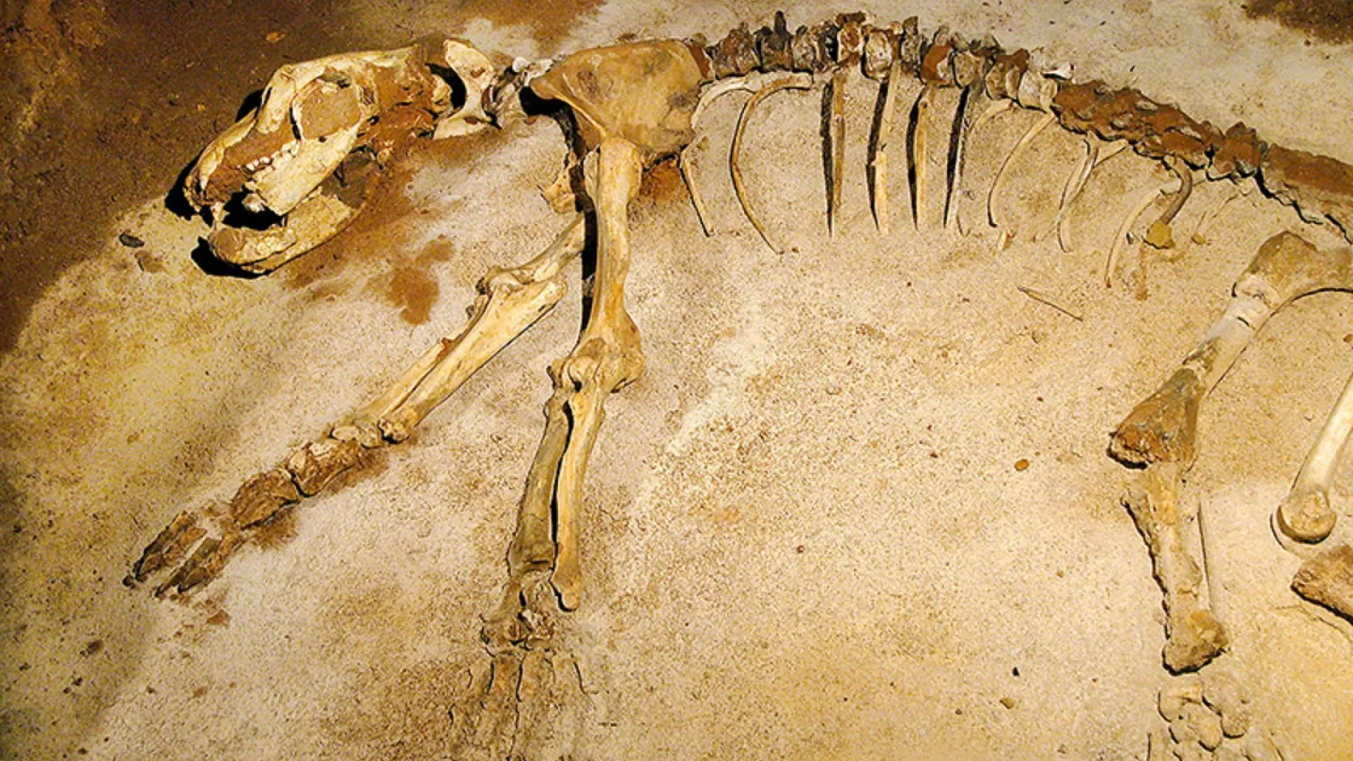 Squelette ours des cavernes, Grottes d'Azé, Mâconnais, Le Sud Bourgogne