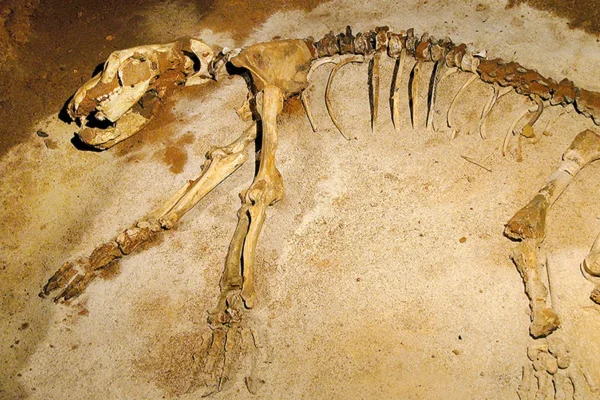 Squelette ours des cavernes, Grottes d'Azé, Mâconnais, Le Sud Bourgogne