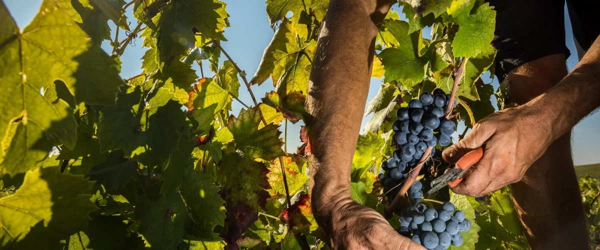 Vendanges Beaujolais, grappes raisins noirs