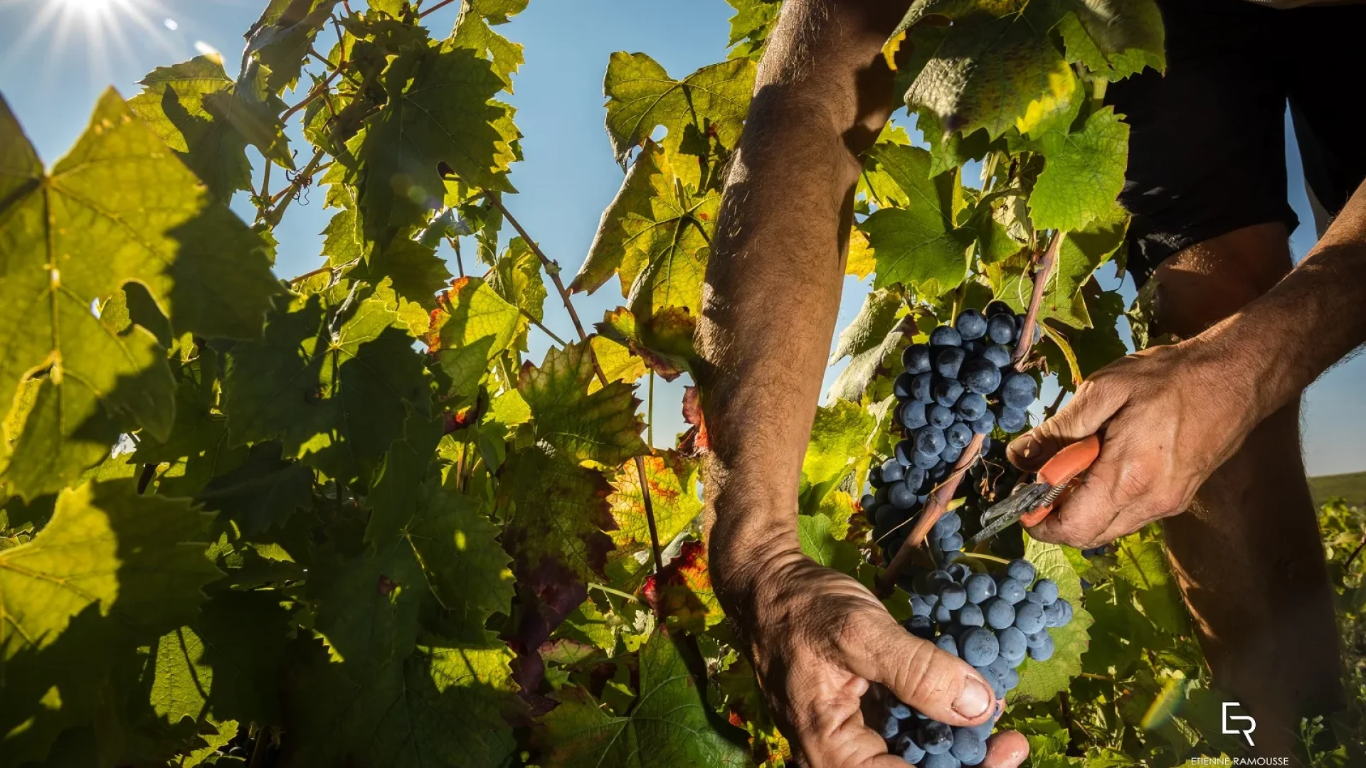 Vendanges Beaujolais, grappes raisins noirs