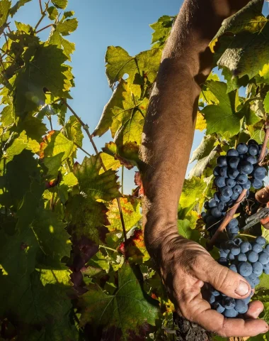 Vendanges Beaujolais, grappes raisins noirs