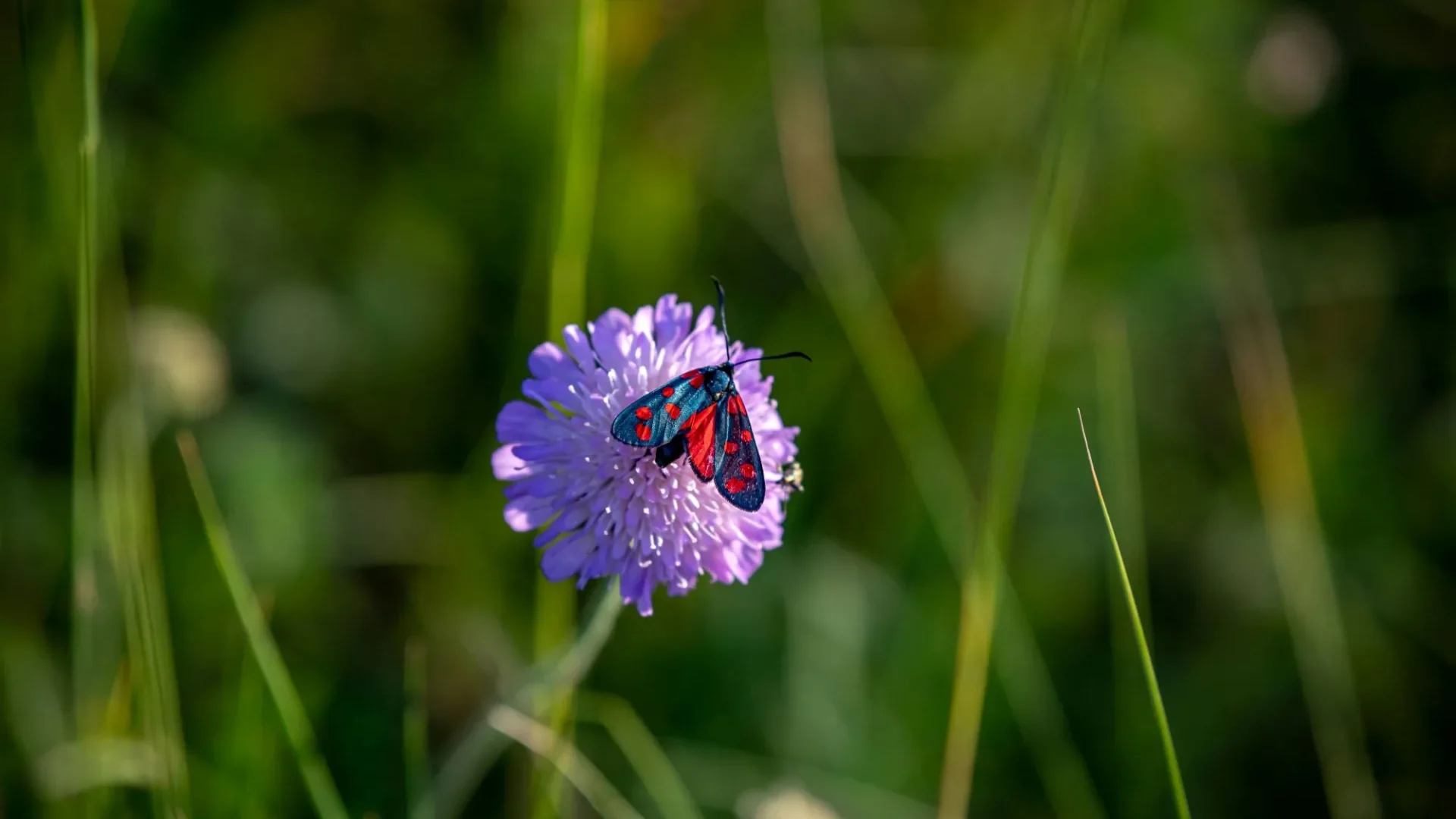 Fleur, papillon, printemps, nature, Sud Bourgogne