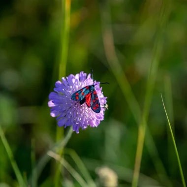 Fleur, papillon, printemps, nature, Sud Bourgogne