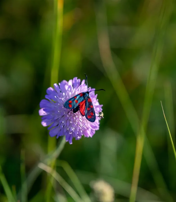 Fleur, papillon, printemps, nature, Sud Bourgogne
