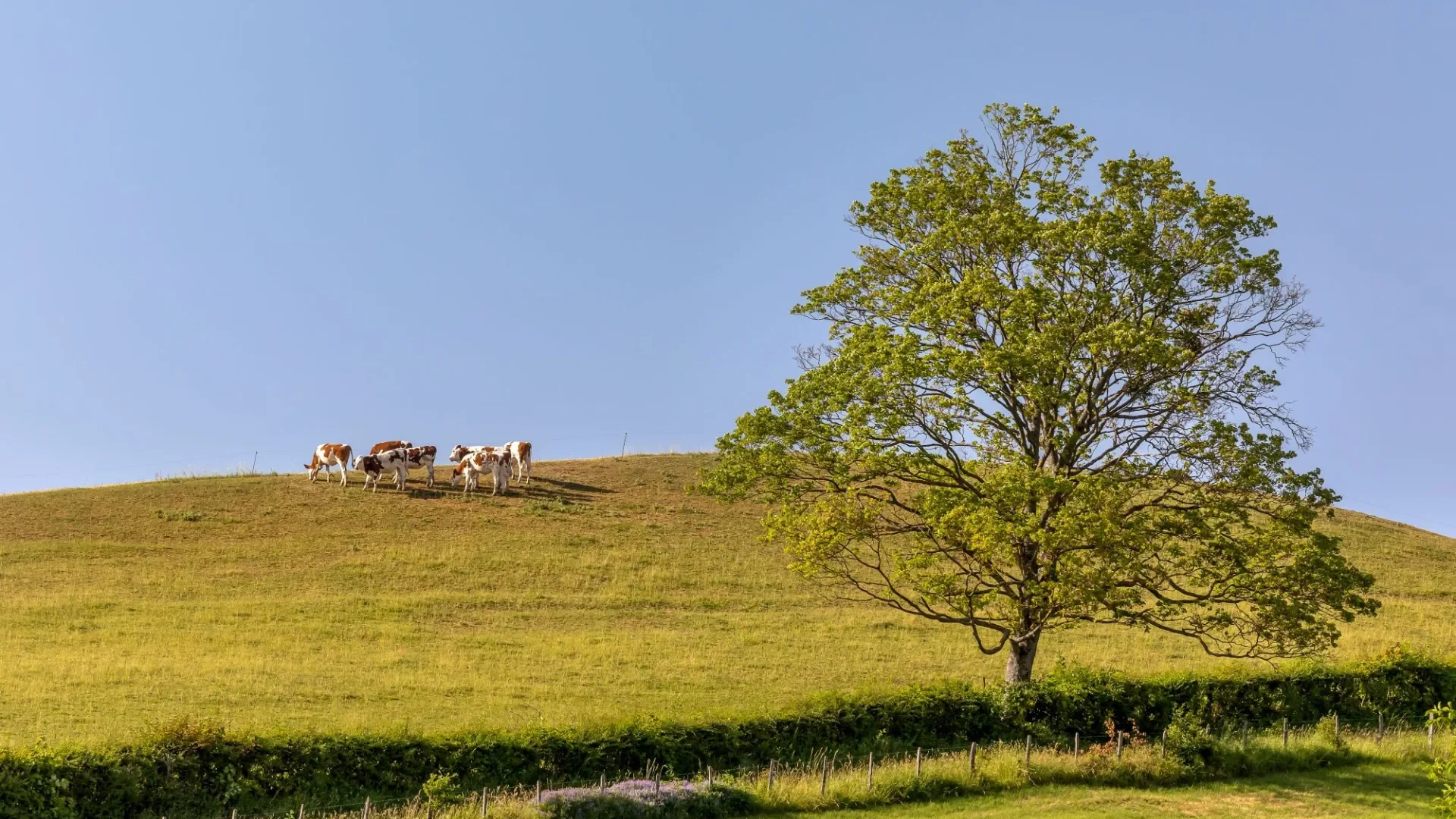 Troupeau vaches, pré, Le Sud Bourgogne