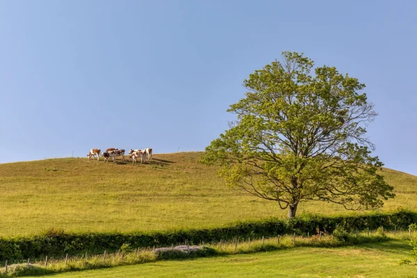 Troupeau vaches, pré, Le Sud Bourgogne