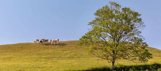 Troupeau vaches, pré, Le Sud Bourgogne