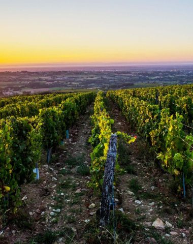 Vignes de Vergisson au lever de soleil, vignoble du Mâconnais