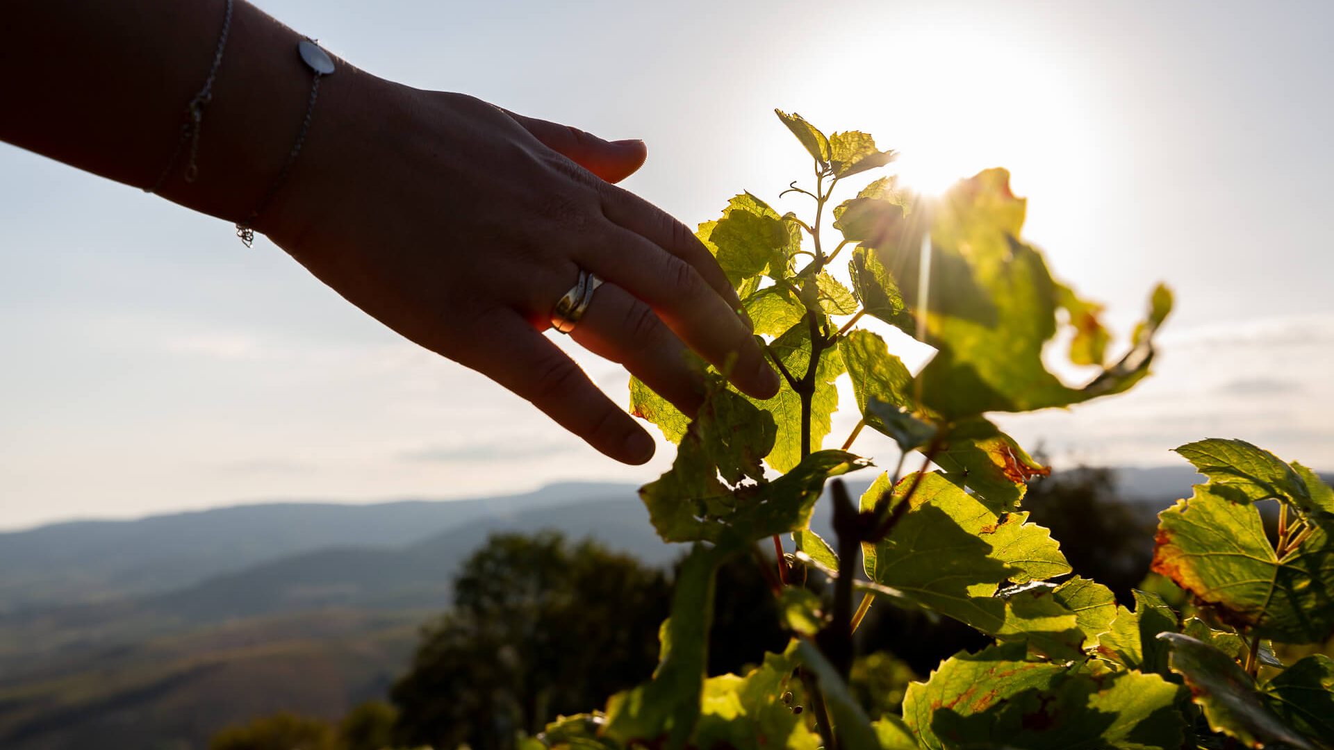Main, vigne, coucher de soleil, Pruzilly, Mâcon Sud Bourgogne