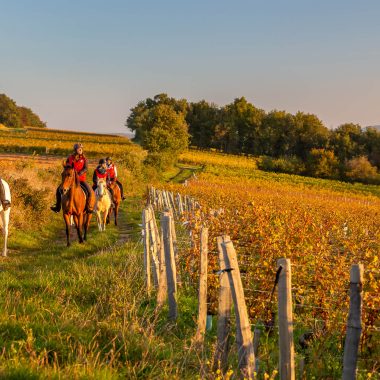 Randonnée à cheval, automne, Mâconnais, Le Sud Bourgogne