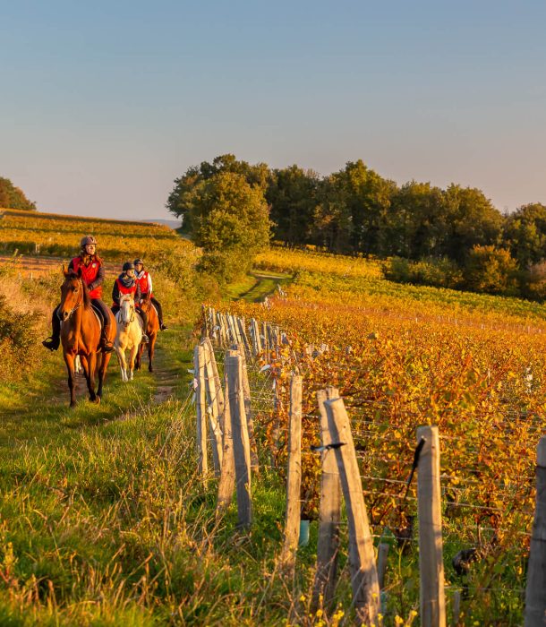 Randonnée à cheval, automne, Mâconnais, Le Sud Bourgogne