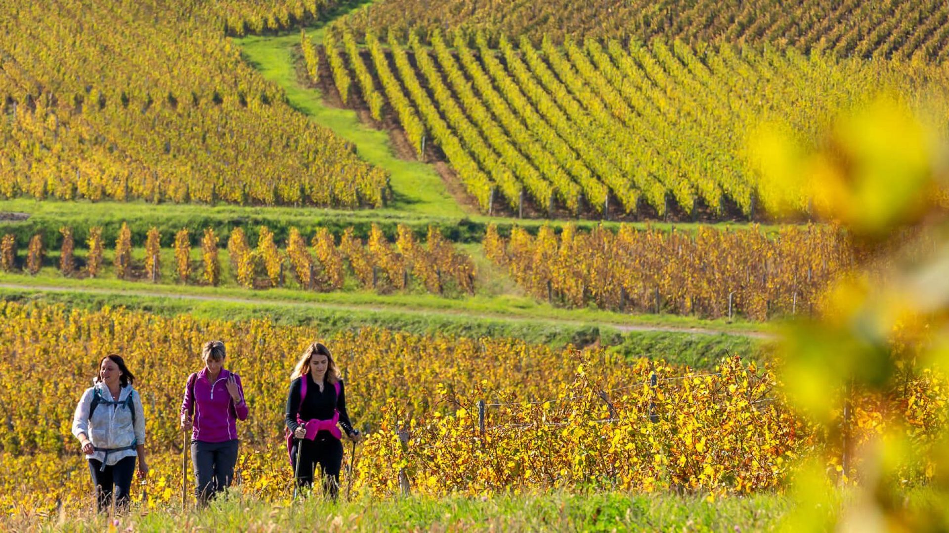 Randonnée, Vignoble Mâconnais, Le Sud Bourgogne